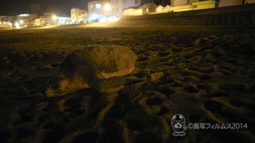 篠島ウミガメ産卵