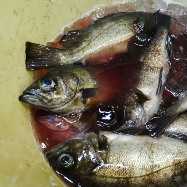 メバルの美味しい季節です

この季節は市場への水揚げは少ないですが、これから夏にかけて脂が乗って来ます。
丸々と肉厚で、内臓脂肪たっぷりのメタボなメバルを良く見かけます。
また夜通し仕入れて来ます(笑)

#篠島 #三船亭 #愛知 #メバリング #旬 #メタボ #煮付け #和食