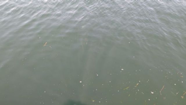 サバとアジが入れ食い！！

無限に釣れます
本気で狙えば何百匹釣れるんでしょうか(笑)

宿泊の際は、道具を用意していただければ、エサの用意や場所の案内出来ます。

#篠島 #三船亭 #愛知 #釣り #アジ #サバ #ファミリーフィッシング #サビキ釣り #入れ食い #海 #もはや漁 #伊勢湾